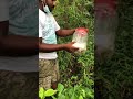 snake rescue අද නිදහස් උන නයි පැටියා snakerescue cobra srilanka