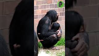Baby Chimp Cuddle From Big Sister #shorts