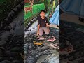 Si nizar lagi nangkap ikan besar #shorts #trendingshorts #ikanbesar #nangkapikan