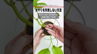 枯れない！究極のブリキ缶 水耕栽培 #観葉植物