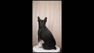 Ebros Lifelike Adorable Boston Terrier Dog Statue 16\