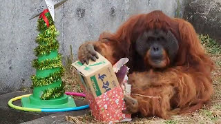 浜松市動物園 バリちゃんのクリスマスダッシュ🎄 スマトラオランウータン