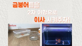 어항은 크면 클수록 좋다. | 금붕어들🎏 new 하우스로 이사시켜주기🔆