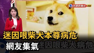 迷因哏柴犬本尊病危  網友集氣－民視新聞