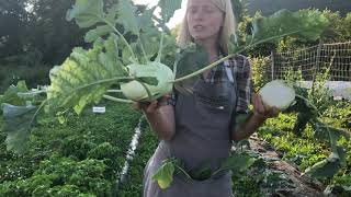 ⭐️ Growing Kohlrabi (\u0026 Why It May Change Your Life) ⭐️