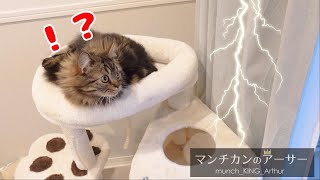 初めての雷に・・・【マンチカンのアーサー】