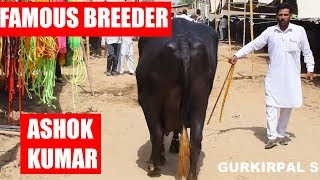 Buffalo collection of famous murrah breeder Ashok Kumar