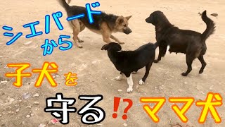 母犬の愛情💕自分より大きな野良犬からわが子を守る？カーリーママ🌸最後にサプライズも💕【明日でホープとお別れ😢】