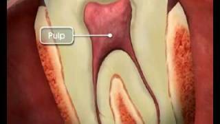 Tooth Anatomy