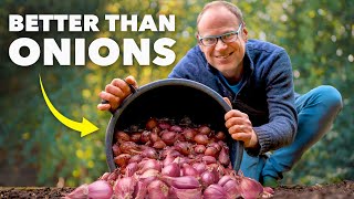 Shallot Growing Masterclass: Better than Onions