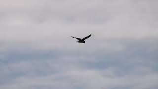 黑翅鳶獵食絕技--逆風懸停 black winged kite 【台中北屯黑翅鳶】#shorts