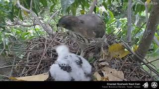 2020台北植物園鳳頭蒼鷹Crested Goshawk Nest Cam, Taipei Botanical Garden-0611福爸送餐不小心K到福媽+大福護食(慢速版)