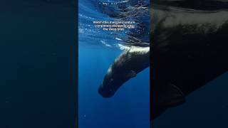 Deep Diving Whales