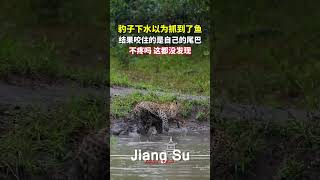 #动物世界 #豹子 下水以为抓到了鱼，结果咬住的是自己的尾巴😂，不疼吗，这都没发现#shortsvideo #搞笑 #动物 #迷惑行为