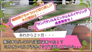 【摘芯結果＆切り戻し実演】摘芯する/しないで変化はあった！？ カリブラコア ミリオンベル プチホイップで試してみたら・・・【サンパラソル＆エンジェルスイヤリング成長報告も！】