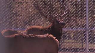 Roswell zoo welcomes pair of elk