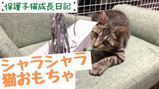 【保護子猫成長日記】シャラシャラ猫おもちゃで遊ぶ！