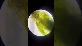 MICROSCOPE EXPERIMENT | WELL WATER | ALGAE UNDER WELL WATER | കിണറു വെള്ളത്തിലെ പായലിൽ ഇത്രയും?