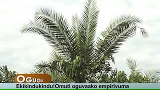 Oguggwa:Ekikindukindu! Omuti oguvaako empirivuma