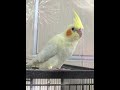 cockatiel 6 weeks old baby can fly easily 6周大的小玄凤很会飞哦！