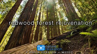9 HOURS of Redwood Forest Rejuvenation in 4K + 528HZ Music for Inner Peace, Stress Relief & Sleep 💚