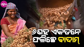 Groundnut Agriculture, Mission Jeevika: ଆଇଟିଡିଏ ଆର ମିଶନ୍ ଜୀବିକା ଆଡୁ ବାଦାମ୍ ଚାଷନେ ମିଲୁଛେ ଏତକି ସୁବିଧା