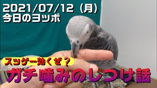 【ヨウム】ガチで噛まれてしつけする話