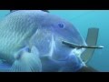 Spearfishing the Great Barrier Reef