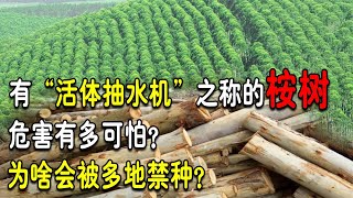 被称作“活体抽水机”的桉树，它的危害到底有多大？为啥多地禁种