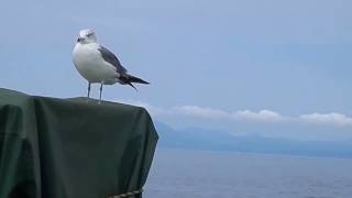 津軽海峡ﾌｪﾘｰに無賃乗船するカモメ