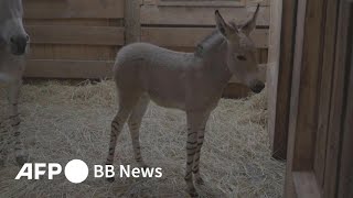 絶滅危惧のソマリノロバ、赤ちゃん誕生 チリ動物園（2023年7月撮影）