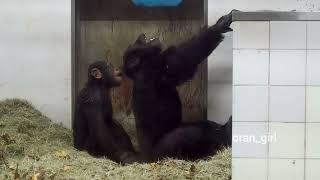 ロイ\u0026ロッキー父と子の遊び方✨とべ動物園 tobezoo チンパンジー