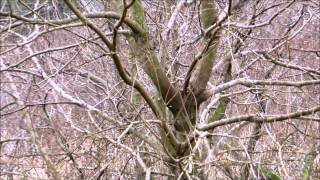 Common Moorhens in Stark Landscape Pinckney Island