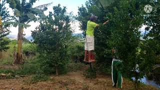 Harvesting calamansi in our backyard