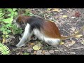 josani forest monkey s kingdom of red colobus zanzibar tanzania