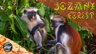 Josani Forest | Monkey's kingdom of red colobus | Zanzibar | Tanzania