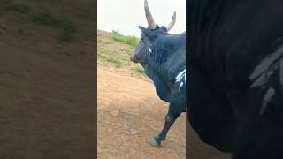 Black Bull working in Style | Iadaw Masi Today | Iatur Masi #animals #cow #masi