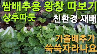 쌈배추로 따먹어보기!   광합성 중요성 확인, 친환경재배, 상추따듯이! 솔바위농원 영상을보고 공부와 실험을 해보고있습니다.