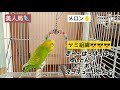 【カメラは見た！】美人局vsメロンvsヤミ組織😎おしゃべりインコメロンちゃん