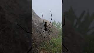 Koh Samui spider Самуи паук #sea #spider #Koh Samui #паук