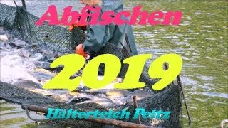 Abfischen 2019 in Peitz / Tonnen von Karpfen