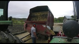 Unloading Corn Silage