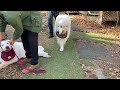 ベルのお迎えに張り切って出発したルンルンとアランです　great pyrenees　グレートピレニーズ