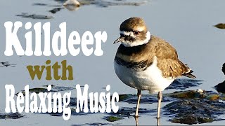 killdeer with Relaxing Music