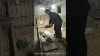 Rabbit Feeding : Vegetables As Supplement, Hay As Main !