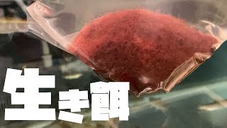 ついに手を出した生き餌　イトメ