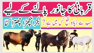 who is the best for Qurbani?the best qurbani in urdu bakra chattra bachra katta?