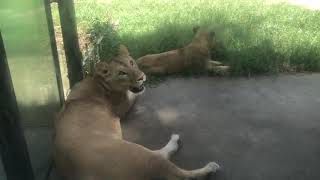 ライオンに超接近して見れる！広島安佐動物公園のライオン動画！