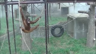 オランウータン リリー ターザン 遊び　市川市動植物園　可愛い 子ども