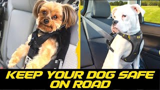 Best Dog Car Seat Belts to Keep Your Pup Safe On The Road